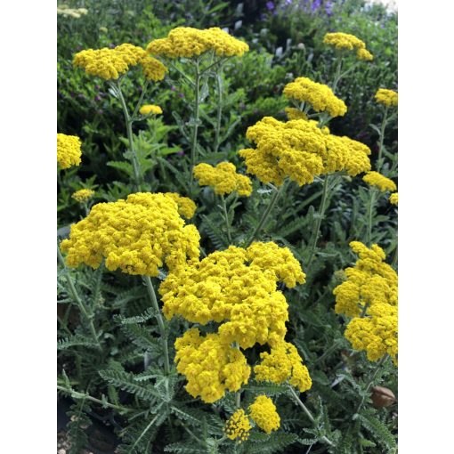 Achillea millefolium Little Moonshine - Cickafark