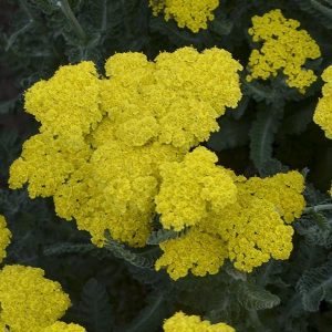 Achillea Sassy Summer Lemon - Cickafark