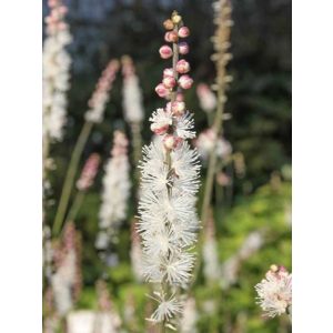 Actaea (Cimicifuga) acerina Compacta - Poloskavész