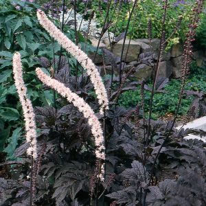 Actaea simplex James Compton - Poloskavész