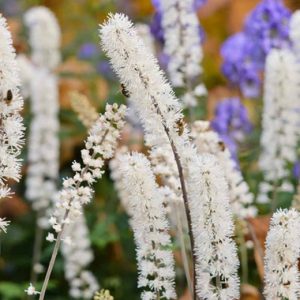 Actaea simplex - Poloskavész