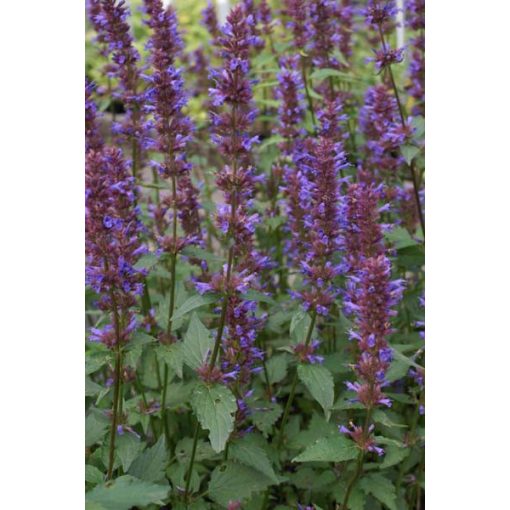 Agastache Spicey - Izsópfű