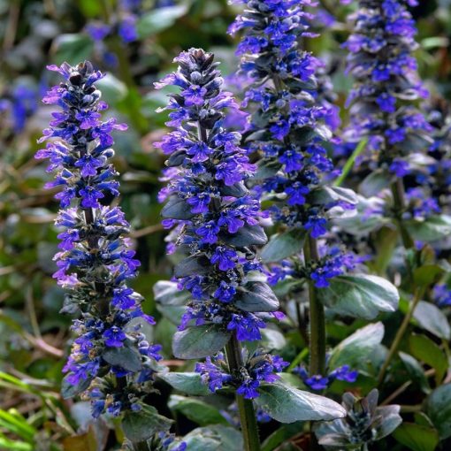 Ajuga reptans Catlins Giant - Ínfű