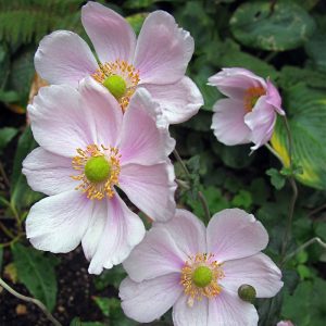 Anemone hupehensis Pink Saucer - Szellőrózsa