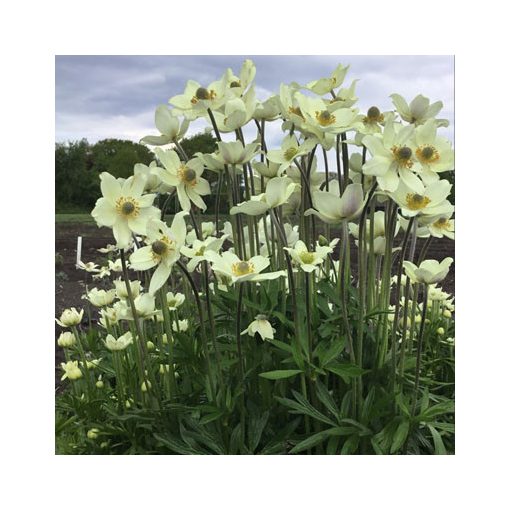 Anemone hybrida Spring Beauty White - Szellőrózsa