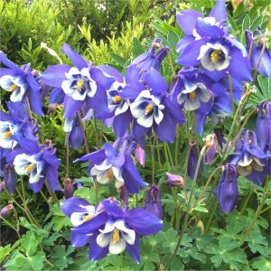 Aquilegia vulgaris Blue Star - Harangláb