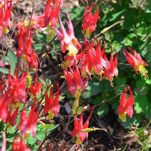 Aquilegia Little Lanterns - Harangláb