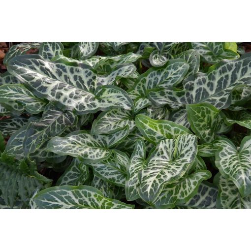 Arum italicum Marmoratum - Olasz kontyvirág