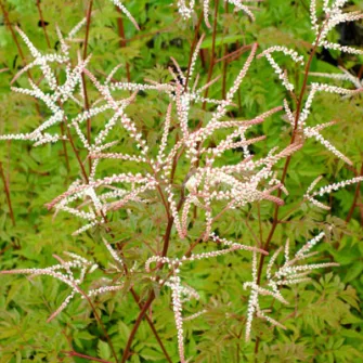 Tündérfürt (Aruncus)