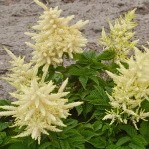 Aruncus Sparkles - Erdei tündérfürt