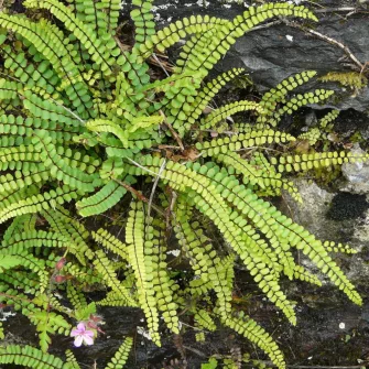 Fészekpáfrány (Asplenium)