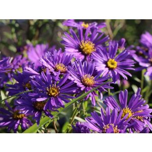 Aster amellus Butzemann - Csillagőszirózsa