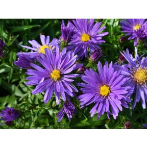 Aster divaricatus Blaue Lagune - Évelő őszirózsa