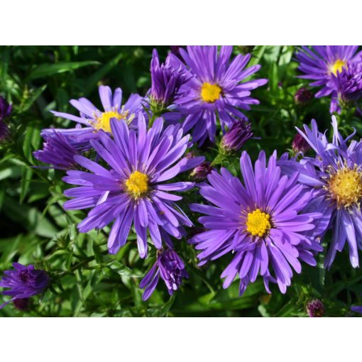 Aster divaricatus Blaue Lagune - Évelő őszirózsa