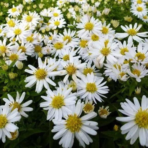 Aster divaricatus Schneekissen - Évelő őszirózsa