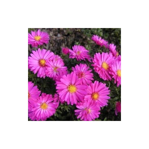 Aster divaricatus Starlight - Évelő őszirózsa