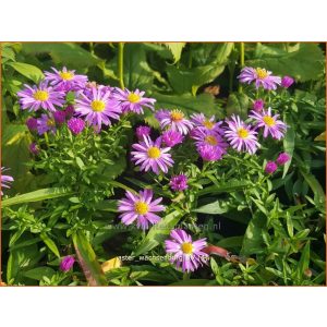 Aster divaricatus Wachsenburg - Évelő őszirózsa