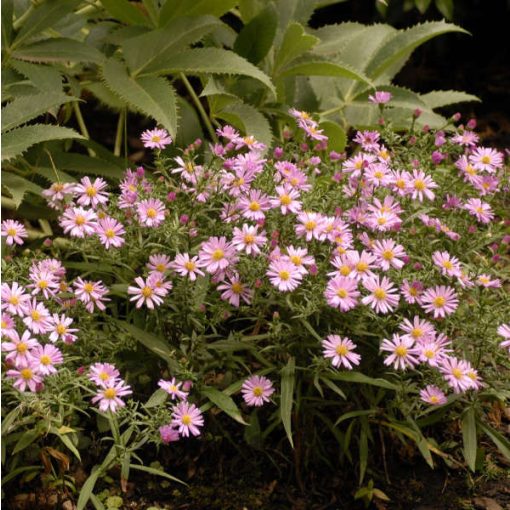 Aster divaricatus Woods Pink - Évelő őszirózsa