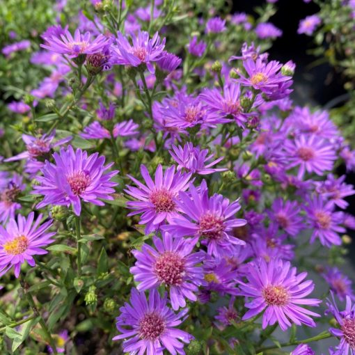 Aster divaricatus Woods Purple - Évelő őszirózsa