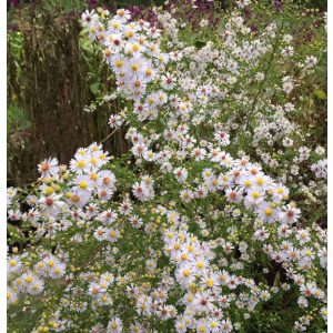 Aster ericoides Herbstmyrte - Tűlevelű őszirózsa