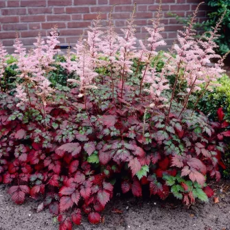 Tollbuga (Astilbe)