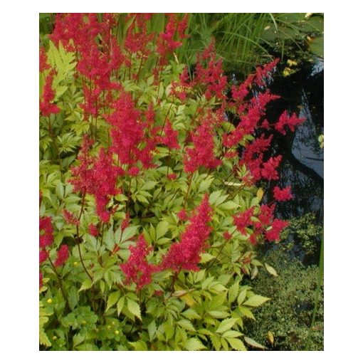 Astilbe arendsii Etna - Tollbuga