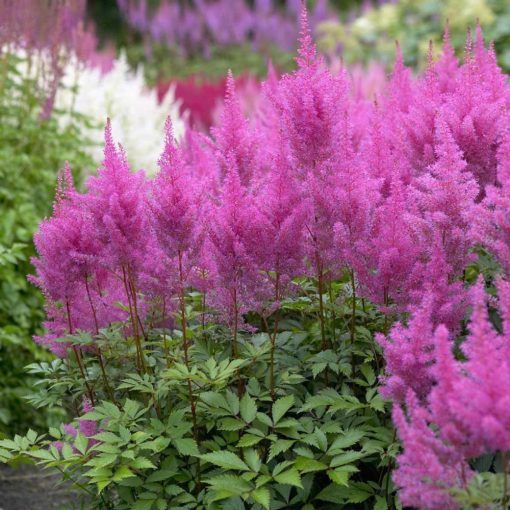 Astilbe arendsii Gloria Purpurea