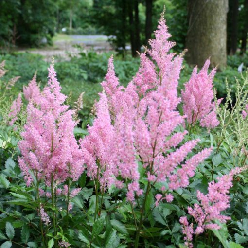 Astilbe chinensis Little Vision in Pink - Tollbuga