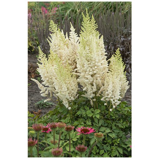 Astilbe Ivory Pearls - Tollbuga