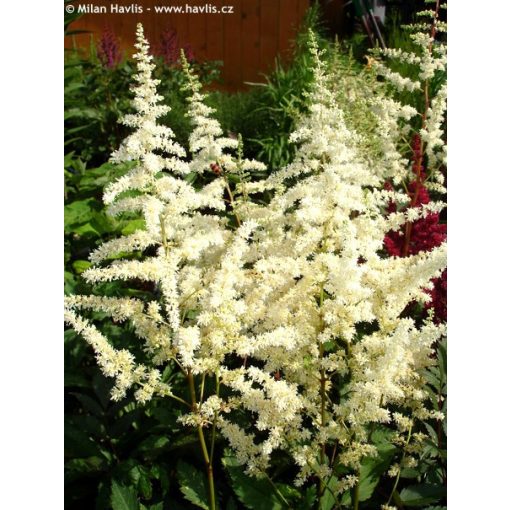 Astilbe japonica Ellie - Tollbuga