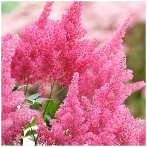 Astilbe japonica Koblenz - Tollbuga