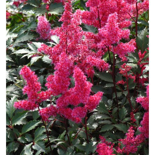 Astilbe japonica Vesuvius - Tollbuga