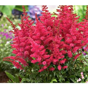 Astilbe Younique Ruby Red - Tollbuga