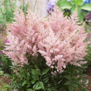 Astilbe Younique Silvery Pink - Tollbuga