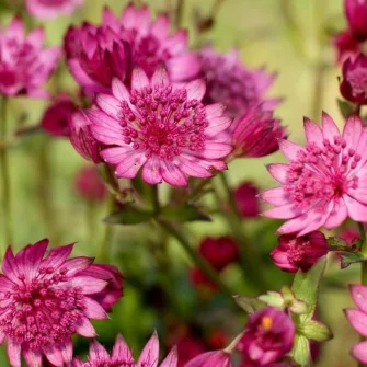 Völgycsillag (Astrantia)