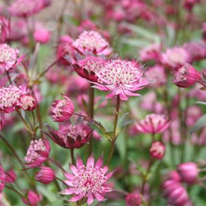 Astrantia major Hadspen Blood - Völgycsillag