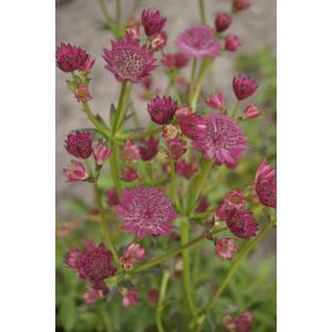 Astrantia major Red Joyce - Völgycsillag