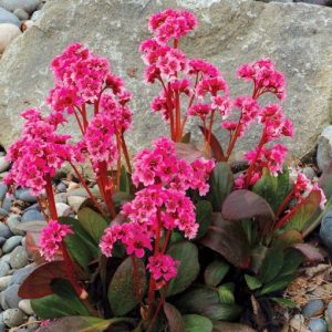 Bergenia Dragonfly Sakura - Bőrlevél