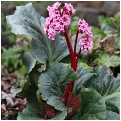 Bergenia Edens Magic Giant - Bőrlevél