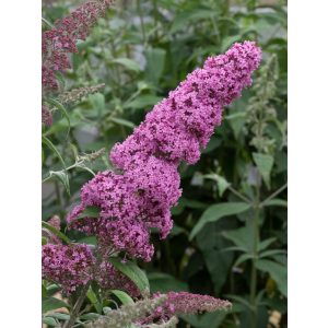 Buddleja davidii Pink Delight - Nyári orgona