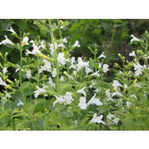 Calamintha nepeta Weisser Riese - Pereszlény