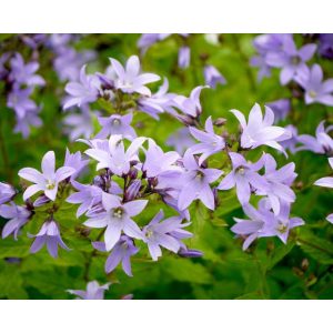 Campanula lactiflora Senior - Nagytermetű harangvirág