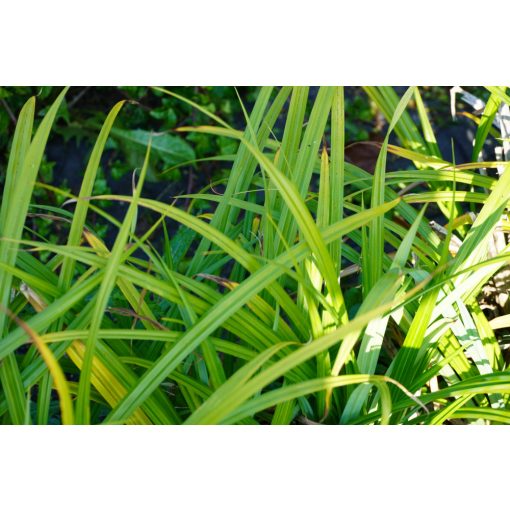 Carex morrowii Hazy Green - Japán sás