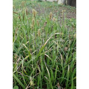 Carex pilosa Kopenhagen Select - Bükksás