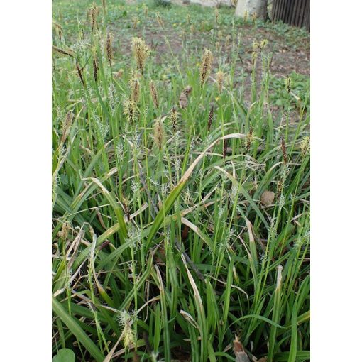 Carex pilosa Kopenhagen Select - Bükksás