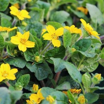 Virginiai aranykosárka (Chrysogonum)