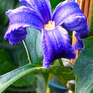 Clematis herachleifolia China Purple - Klemátisz