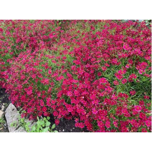 Coreopsis verticillata Ruby Red - Menyecskeszem