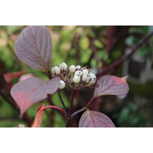 Cornus alba Kesselringii - Fehér som