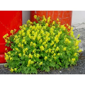 Keltike (Corydalis)